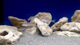 Xenotilapia flavipinnis lyamembe