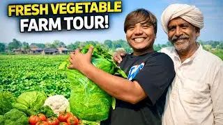 Fresh vegetables in my backyard 🤯 | ताज़ी सब्जिया मेरे घर पर 🍅🍆