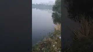😱BIG SIZE CROCODILE FISH FOUND IN HITCO 🌏 JHIL PAR