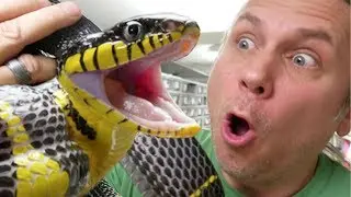 ALMOST BITTEN BY A MILDLY VENOMOUS SNAKE!! | BRIAN BARCZYK