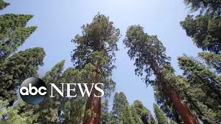 Saving sequoias from wildfires driven by climate change