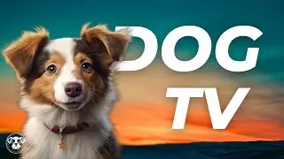 DOG TV - 11 HOURS of AWESOME Fantasy Walks for your Dog!