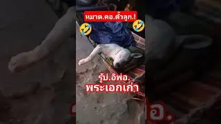 อิพ่อพระเอกเก่า❓#หมอลำเก่า#salinaหนูนา#สุนัข