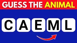 Guess the Animal Name from Scrambled Letters #quiz #braingames