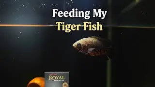 Feeding My TIGER OSCAR FISH! | Horizone Royal Oscar Food Review