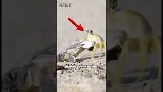 Only One Survives! The Harsh Reality of Nature 🐢🌊 #SeaTurtles #WildlifeSurvival #shorts  #animals