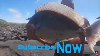 /BIGGEST KALA .On YOUTUBE  and best throw nets in Hawaii