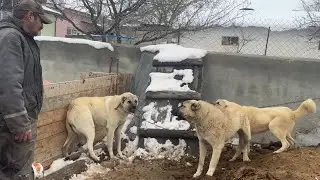EJDER YENİ MEKANA GİRİŞ YAPTI ORTAM GERGİN EJDER SERT ÇIKTI