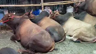 Giant Asutral and Shahiwal Bulls of Dholaikhal Haat | Kurbani Eid | Guy with The Big Cows