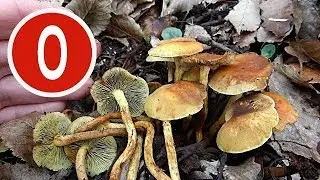 Sumporača - Hypholoma fasciculare