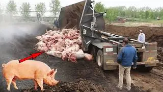 Million Pig Raising Farm & Handling Dead Pigs Process - High Tech Pork Slaughter & Processing Line