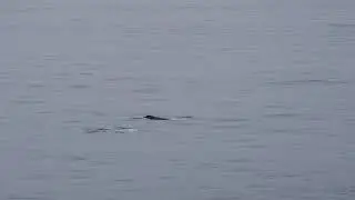 Humpbacks feeding off Race Rocks