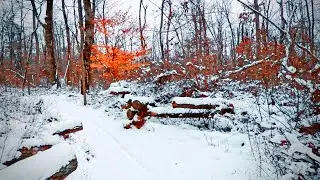 Snowy Forest Walk ASMR | Crunchy Snow, Footsteps & Peaceful Ambience