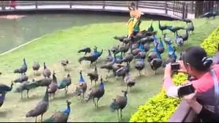 Peacock park