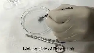 Human hair vs Animal Hair