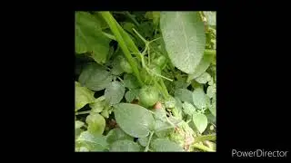 TRUE POTATO SEED (TPS) in Kargil Ladakh