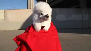 The Bird-Man who met Dog
