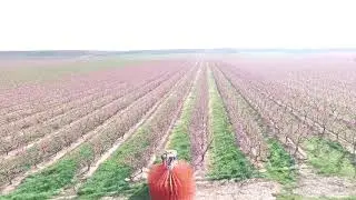 Máquina para aclarar árboles en flor - ERICIUS 3000