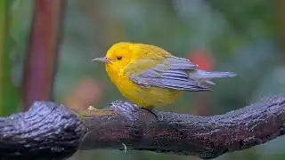 Prothonotary Warbler Visits Panama Feeder Following Fall Migration | Nov. 10, 2025