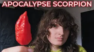APOCALYPSE SCORPION PEPPER FROM BL PEPPER LOVERS POD ОБЗОР