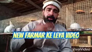 Free rabbit farming training Abbas Rabbit farm Peshawar
