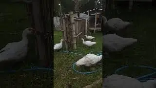 masih tahap pengembangan #ducklingspro #eggtohatch #ihavetwoeggs #shortvideo #duck #duckfarm
