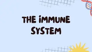 Understanding the Immune System: A Comprehensive Guide