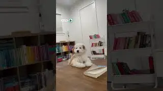 Dog does a whisper bark 🥰 (🎥: ViralHog)