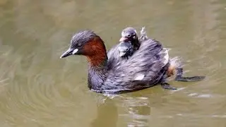 Great Crested Grebes With Babies || Chicks Are Happy In Their Mom's Wings...#birds #animals #babies