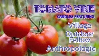 ALL THE TOMATOES 🍅 candle reviews 🍅 from Village, Outdoor Fellow, and Anthropologie