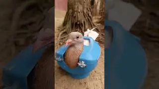 Kalapatai treatment #kalapati #birds #pigeon #shorts
