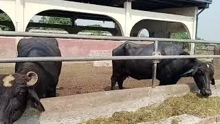 Buffalo system #viral #ytshort #youtubeshorts #farming