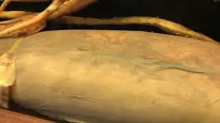 Humboldt Squid (Dosidicus gigas)