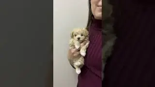 Понравилась щенок - звони 89528049494 #maltipoo #teddy #micropuppy #мальтипу #теддидевочка #той