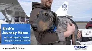 Abandoned and broken dog flys to a new home with the Pittsburgh Aviation Animal Rescue Team