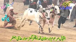 Bull Race | Fateh Jangi Bulls | 1 2 2026