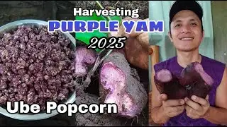 PURLE YAM HARVEST AND COOKING UBE POPCORN RECIPE