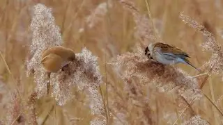 Bearded Tit