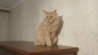 Ginger Cat   Watch from Above on Everyone