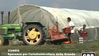 Speranza per l'ortofrutticoltura della Granda - GRP Televisione