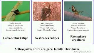 Arthropodes, ordre araign&eacute;e, famille Theridiidae noire arthropoda crassipes katipo Latrodectus