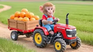 🐒🚜 Baby Monkey Nana Drives Tractor to Harvest Corn and Make Popcorn Crazy Adventure 😲🍿