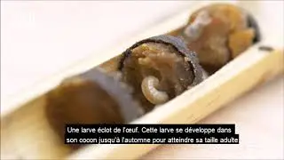D&eacute;veloppement de l'Osmia Cornuta