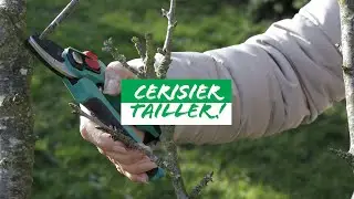 Comment bien tailler un cerisier