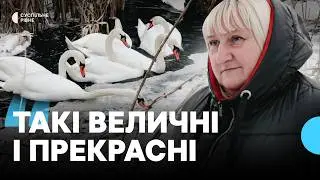 Понад пів сотні лебедів залишились зимувати на річці Устя у Великому Олексині на Рівненщині