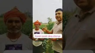 #VIDEO TESTOMONIAL #OKRA SHOURYA #RAMGARH# JHARKHAND-1#KAVERI SEED COMPANY LIMITED.