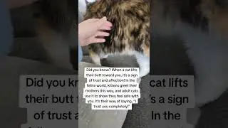 Did You Know? When Your Cat Shows Their Butt, It's a Sign of Love! 😮 #catvideos #catfacts #cat