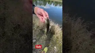 Tiger bass release #lunkers #lunker #bassfishing