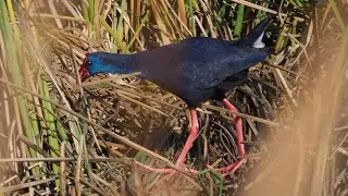 2019 Extremadura 1 Monfragüe Arrocampo Saucedilla