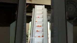 EntrePack AP712 with Infeed Conveyor